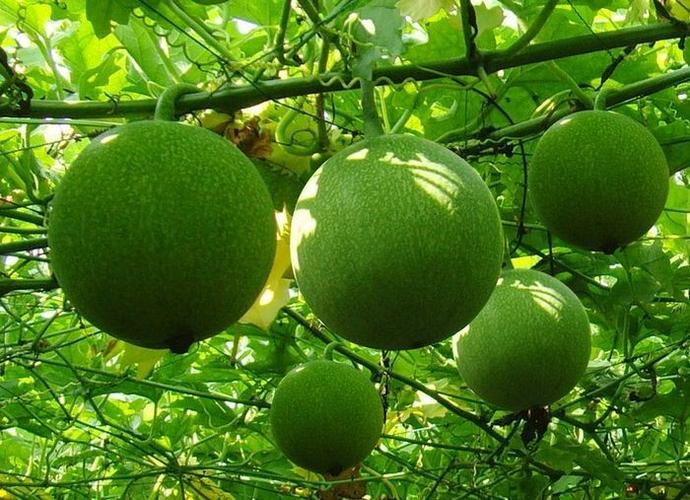 101可定制瓜蒌提取物高比例萃取